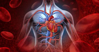 Coneixes la teva edat cardiovascular ?